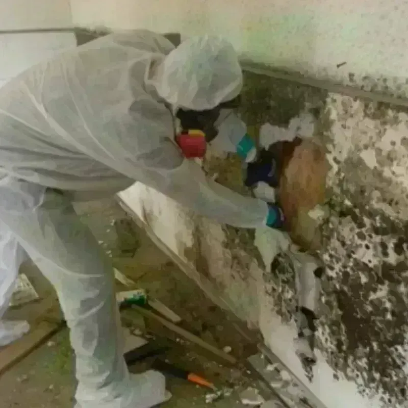 Mold Remediation and Removal in Fairhope, AL